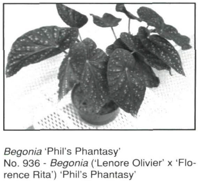 B. ‘Phil's Phantasy’